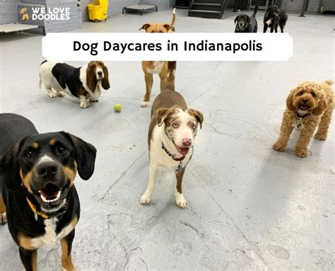 doggy daycare carmel|Carmel, IN